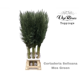 CORTADERIA SELLOANA MOS GREEN