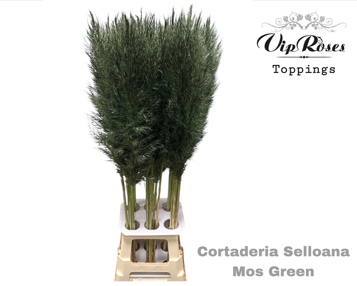 CORTADERIA SELLOANA MOS GREEN