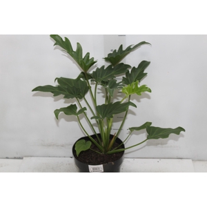 PHILODENDRON XANADU P17