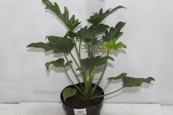 <h4>PHILODENDRON XANADU P17</h4>