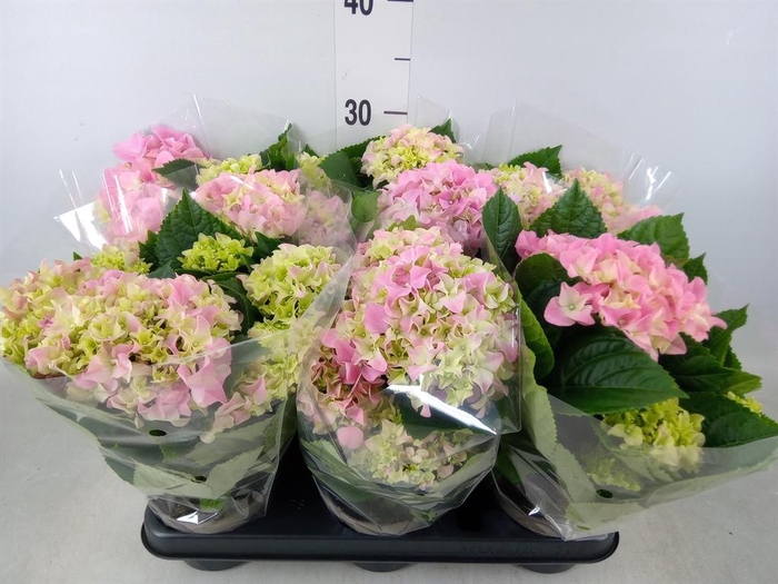 <h4>Hydrangea mac.   ...</h4>
