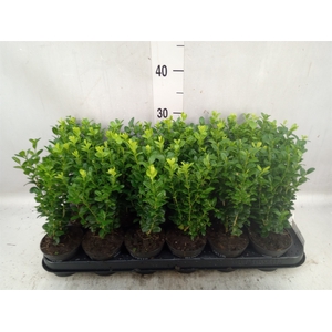 Buxus semp.   ...