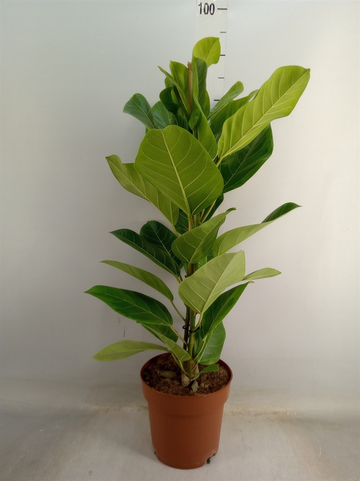 <h4>Ficus altissima</h4>