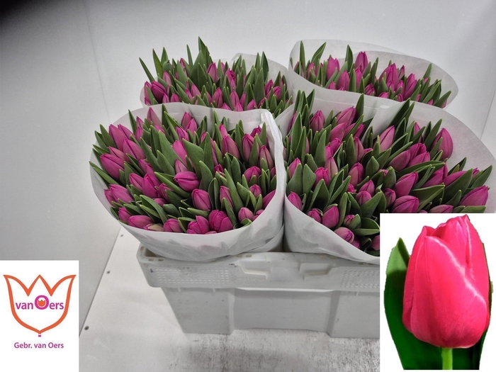 <h4>TU EN PINK ARDOUR</h4>