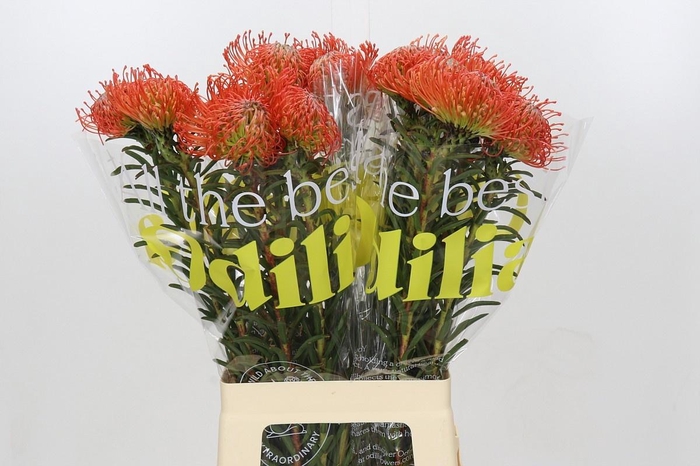 <h4>LEUCO CO SUCCESSION</h4>