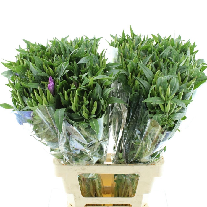 <h4>Clarkia Lavendel</h4>