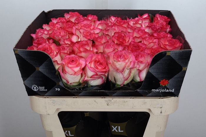 <h4>Rosa GR 'Jumilia'</h4>