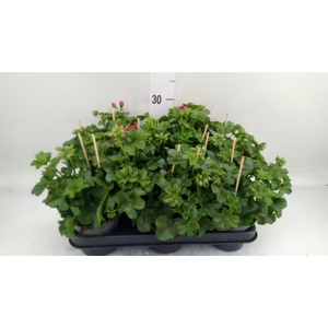 Pelargonium pelt.   ...