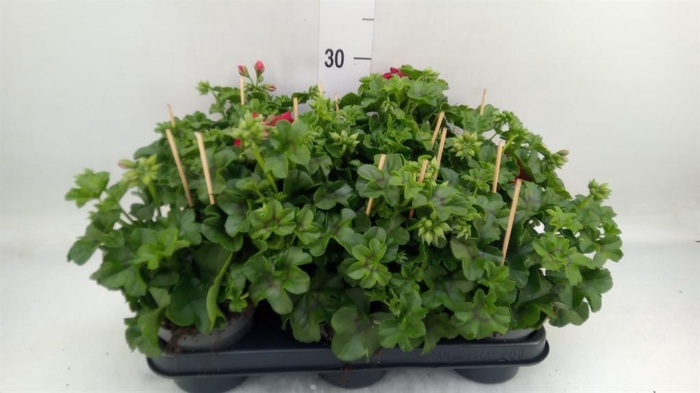 <h4>Pelargonium pelt.   ...</h4>