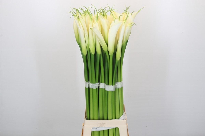 Zantedeschia Eydolls White