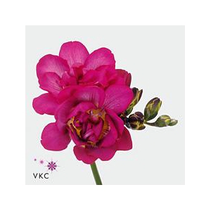 Freesia do purple rain