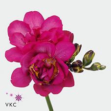 <h4>Freesia do purple rain</h4>