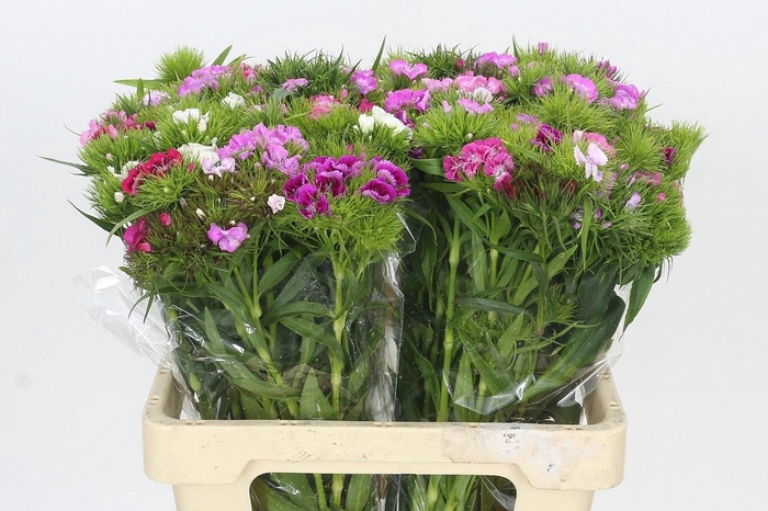 <h4>DI BARB GEM BOS</h4>