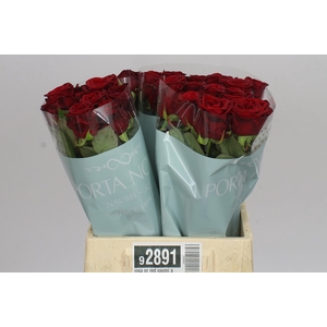 Rosa Gr Red Naomi A2 Porta