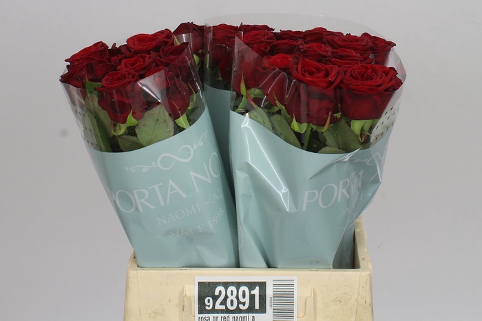 <h4>Rosa Gr Red Naomi A2 Porta</h4>