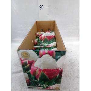 Tulipa   ...flowerbulbs