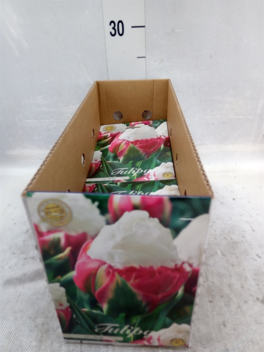 <h4>Tulipa   ...flowerbulbs</h4>