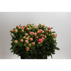 Paeonia coral sunset XXL