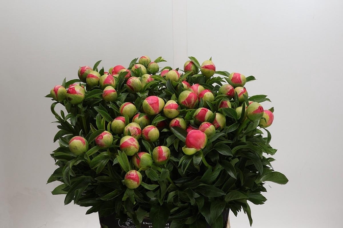 <h4>Paeonia Coral Sunset Xxl</h4>