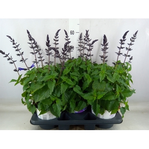 Salvia  'Salgoon'   ...mix