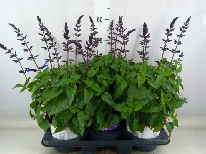 <h4>Salvia  'Salgoon'   ...mix</h4>