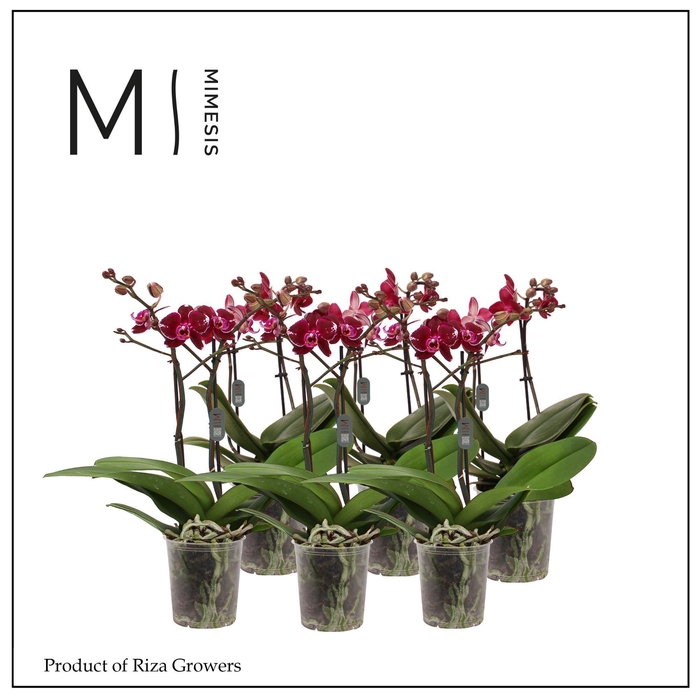 <h4>Phalaenopsis Multi Red 2 spike - 12cm | Mimesis</h4>