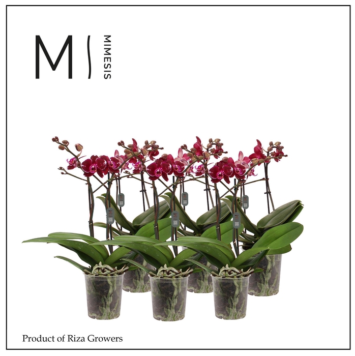 <h4>Phalaenopsis Multi Red 2 spike - 12cm | Mimesis</h4>