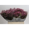Limonium sinense Tiffany Diamond