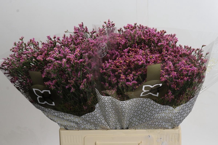 <h4>Limonium sinensis Tiffany Diamond</h4>
