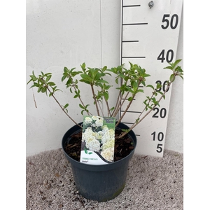 Hydrangea pan. Bobo 20-25 P23