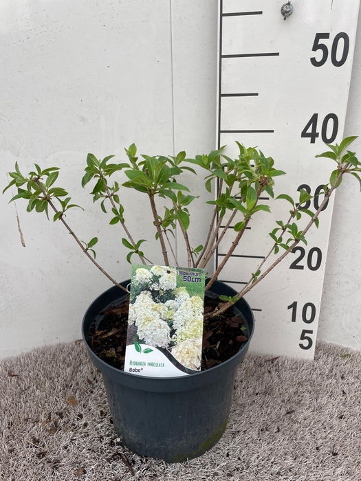<h4>Hydrangea pan. Bobo 20-25 P23</h4>