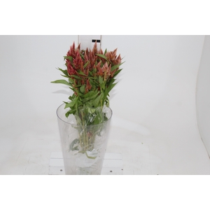 CELOSIA RABO DE GATO 060 CM SALMAO