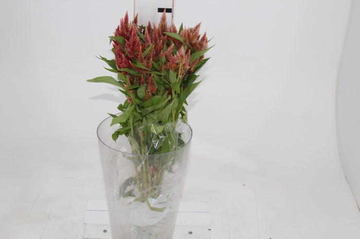 <h4>CELOSIA RABO DE GATO 060 CM SALMAO</h4>