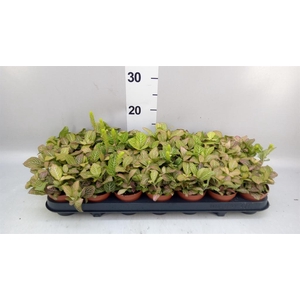 Fittonia   ...