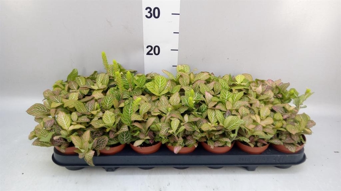 <h4>Fittonia   ...</h4>
