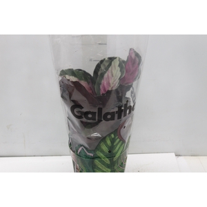 CALATHEA ROSEA PICTA ROSY P17