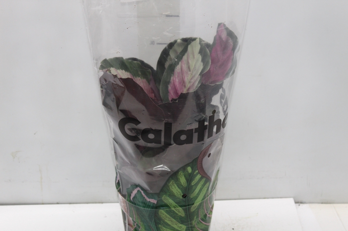 <h4>CALATHEA ROSEA PICTA ROSY P17</h4>
