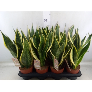 Sansevieria trifa. 'Futura Superba'