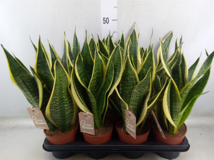 <h4>Sansevieria trifa. 'Futura Superba'</h4>
