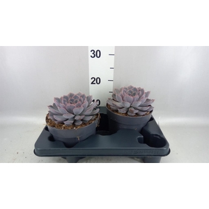 Echeveria  'Orion'
