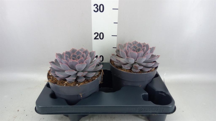 <h4>Echeveria  'Orion'</h4>