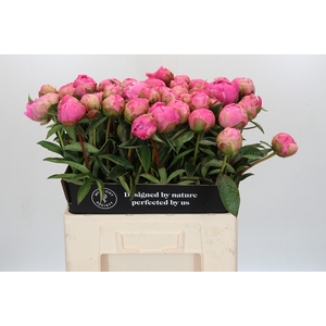Paeonia Jacorma