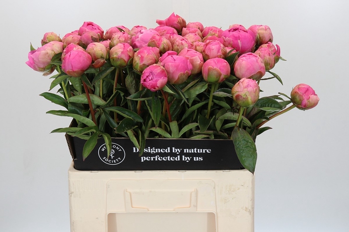 <h4>Paeonia Jacorma</h4>