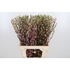 Salix Katjes Kl Bh Hortensia