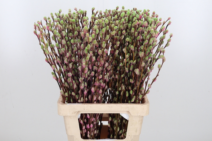 Salix Katjes Kl Bh Hortensia