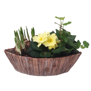 Primula Hyacintenwaterblad boot 1 primula 1 tete 1 hedera 598