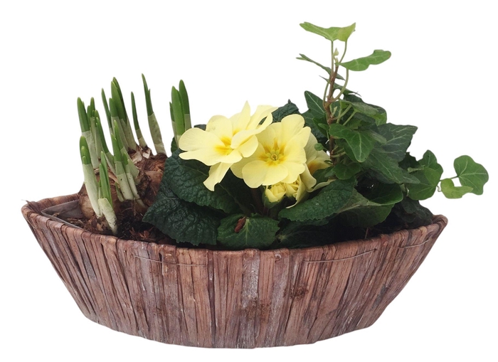 <h4>Primula Hyacintenwaterblad boot 1 primula 1 tete 1 hedera 598</h4>