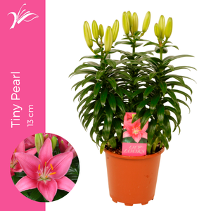 Lilium Tiny Pearl 13 cm (az. lelie)