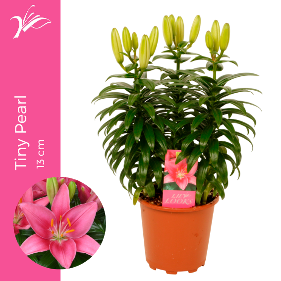 <h4>Lilium Tiny Pearl 13 cm (az. lelie)</h4>