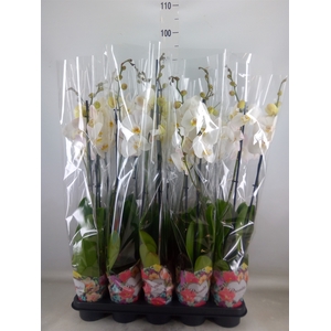 Phalaenopsis   ...white